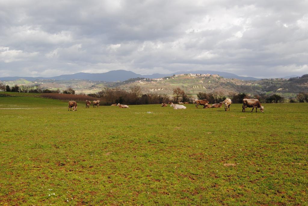Fattoria Lucciano Villa Borghetto  Eksteriør bilde