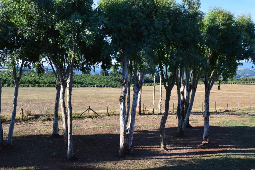 Fattoria Lucciano Villa Borghetto  Eksteriør bilde