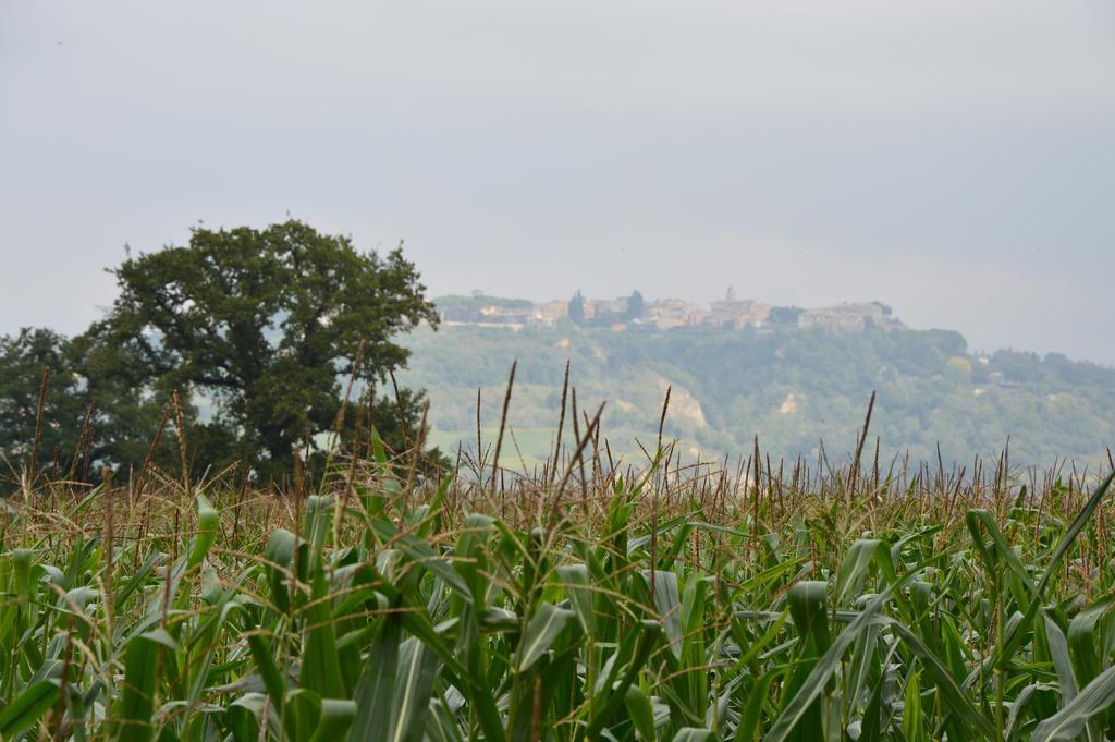 Fattoria Lucciano Villa Borghetto  Eksteriør bilde
