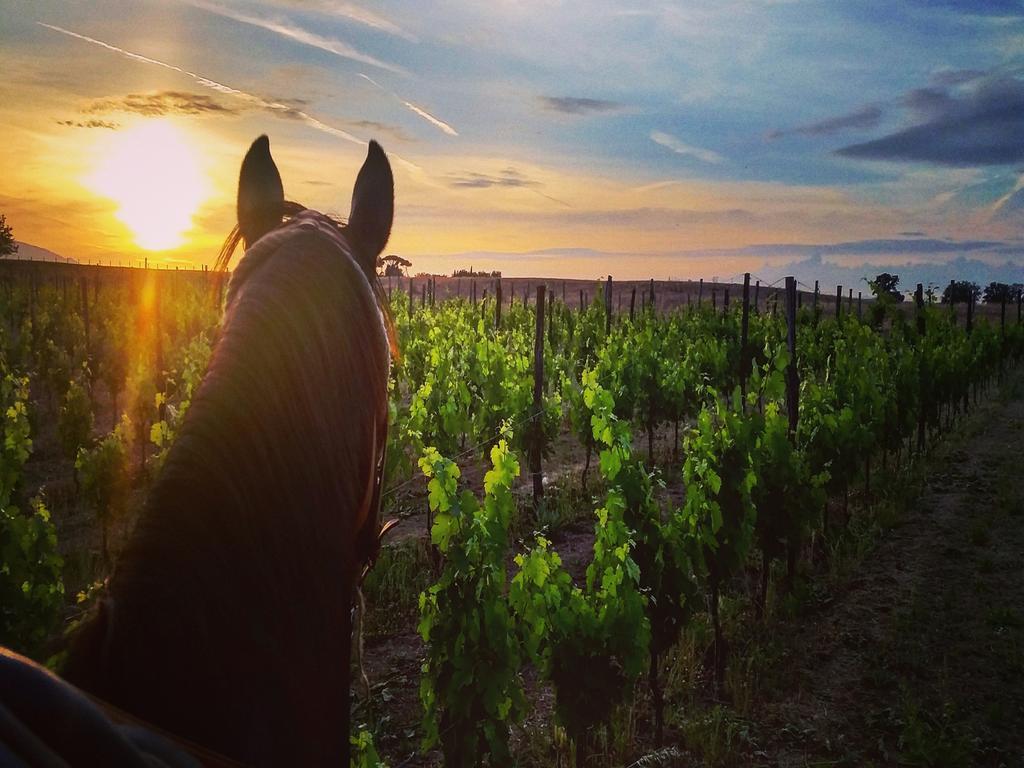 Fattoria Lucciano Villa Borghetto  Eksteriør bilde