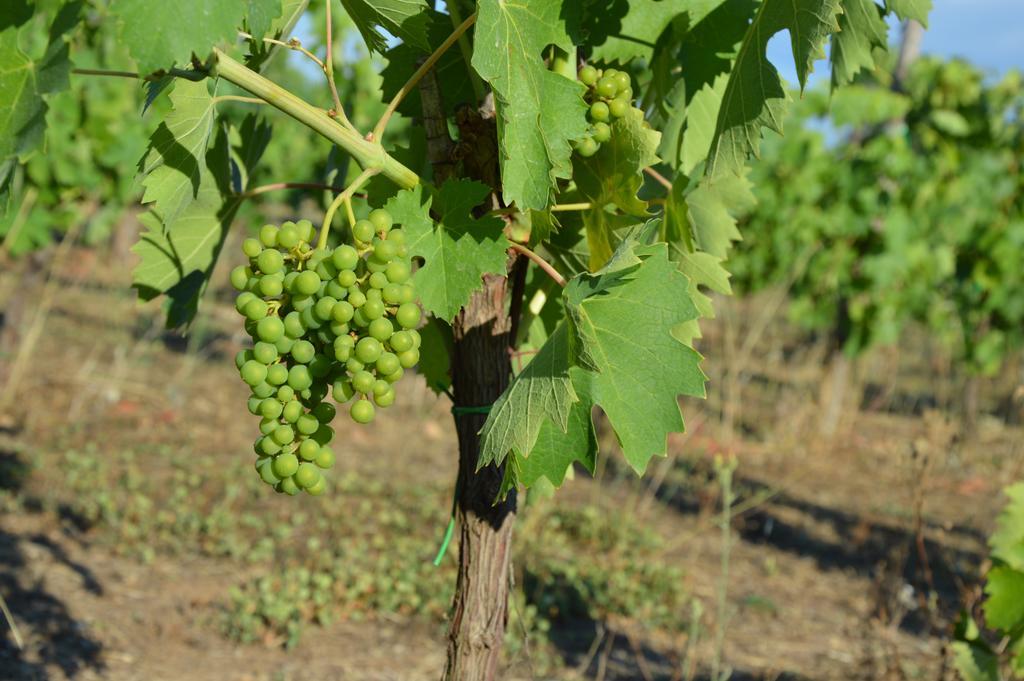 Fattoria Lucciano Villa Borghetto  Eksteriør bilde